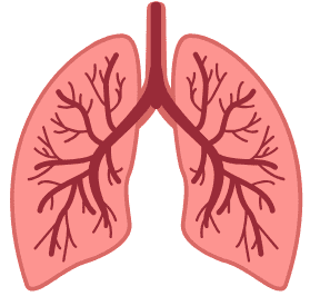 Arrêter de fumer améliore progressivement la santé des poumons Illustration des poumons représentant l'amélioration de la fonction respiratoire après l'arrêt du tabac ou de la cigarette électronique.